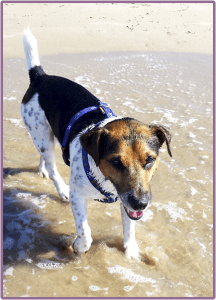 Servicio Aquadog ZenWolf