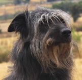 PELUDA PERRO ENTRENAMIENTO